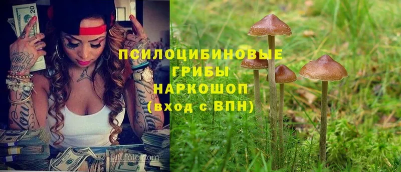 закладки  Старая Купавна  Галлюциногенные грибы Psilocybe 